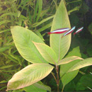 Лимонник (Hygrophila corymbosa)